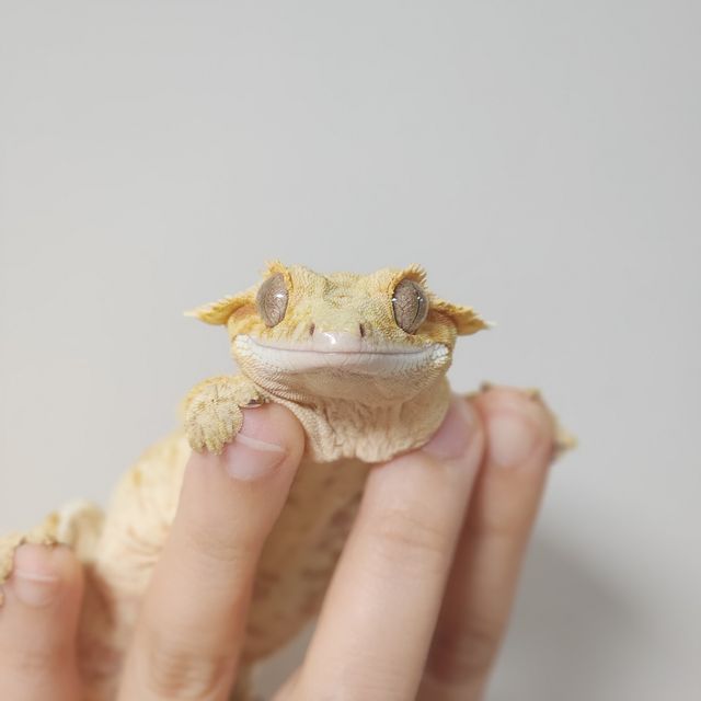 스트로베리