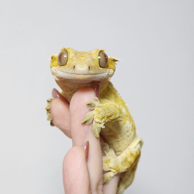 크림시클 옐로우