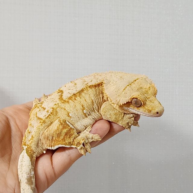 스트로베리