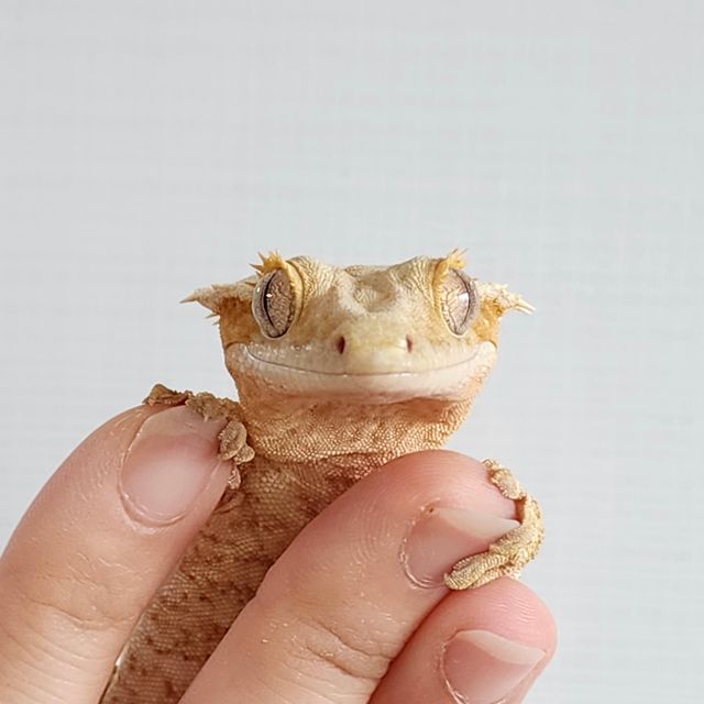 크림시클