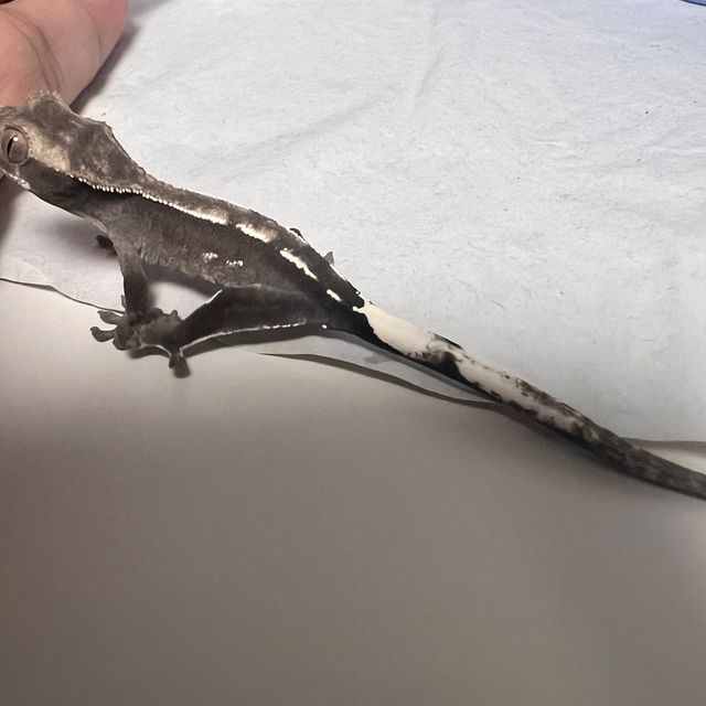아잔틱