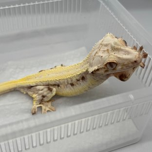 마루