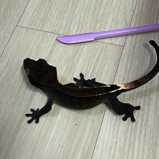 카푸치노 오닉스