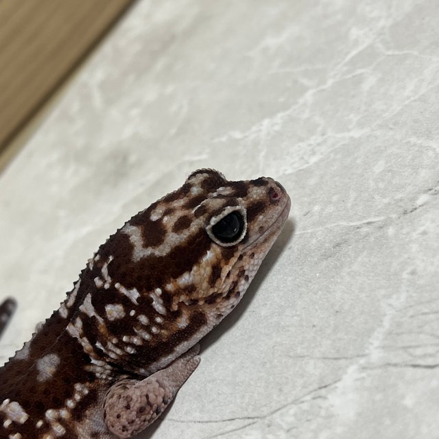 화이트아웃 헷 아멜라니스틱