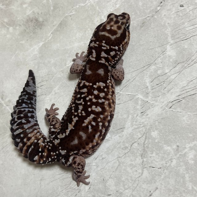 화이트아웃 헷 아멜라니스틱