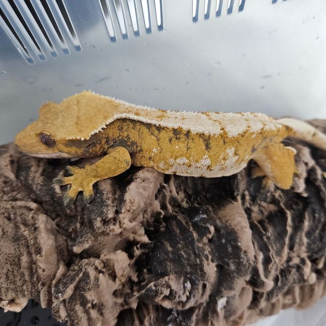 트라이