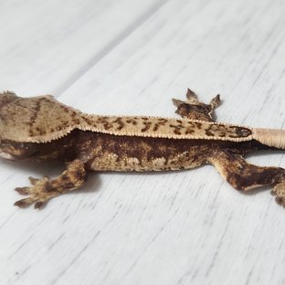 노멀 쿼드 풀핀