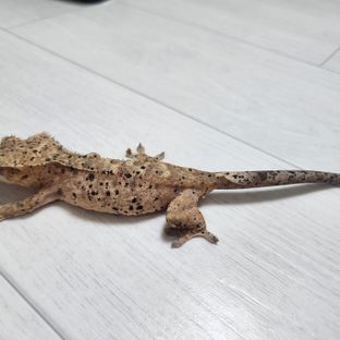 슈퍼달마시안 달마시안