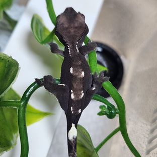 아잔틱