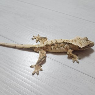 아가츠마 젠이츠