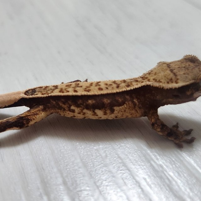 노멀 쿼드 풀핀