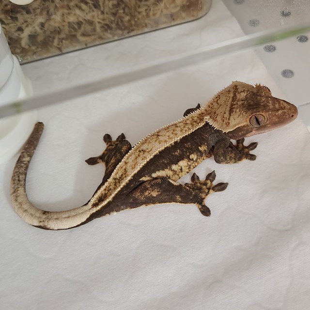 노멀 쿼드 풀핀