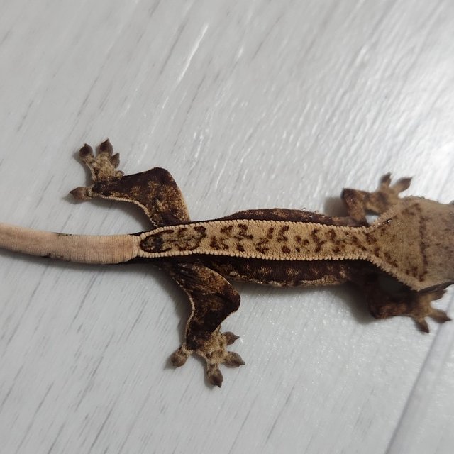 노멀 쿼드 풀핀