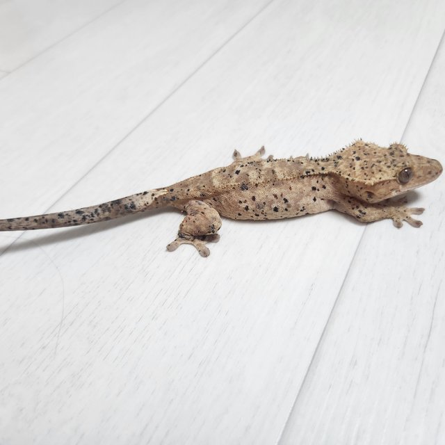 슈퍼달마시안 달마시안