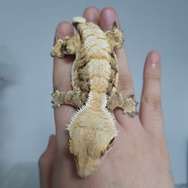 트라이