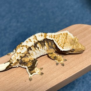 트라이 익스트림할리퀸 화이트크라운