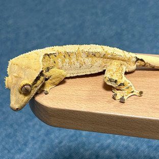 트라이 익스트림할리퀸 크림 크림시클