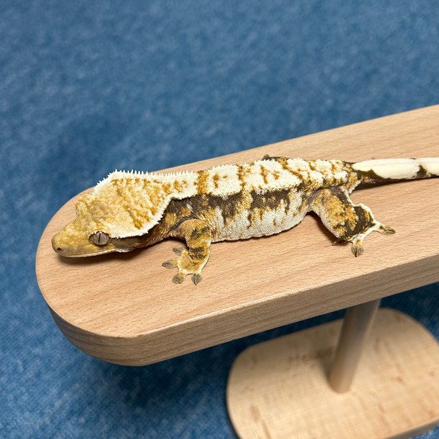 트라이 익스트림할리퀸 화이트크라운