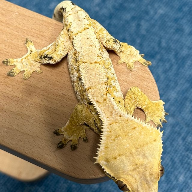 트라이 익스트림할리퀸 크림 크림시클