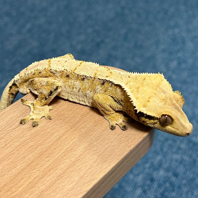 트라이 익스트림할리퀸 크림 크림시클