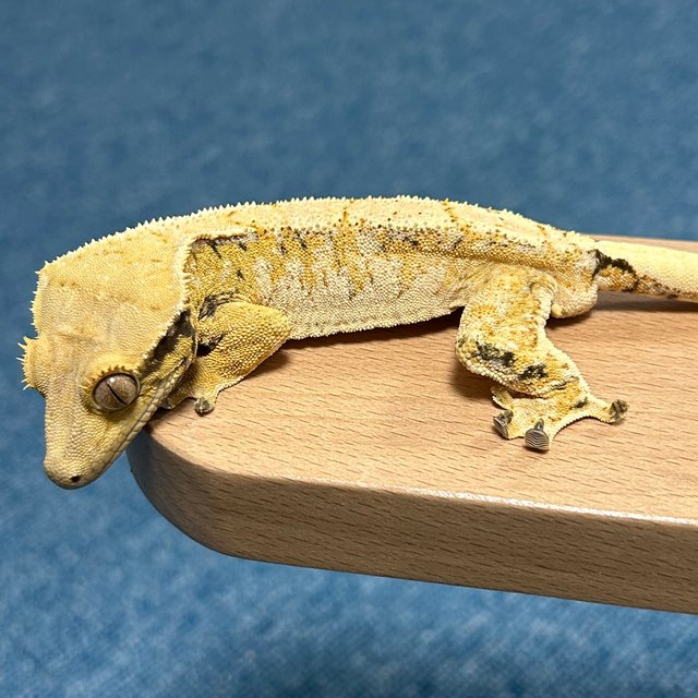 트라이 익스트림할리퀸 크림 크림시클