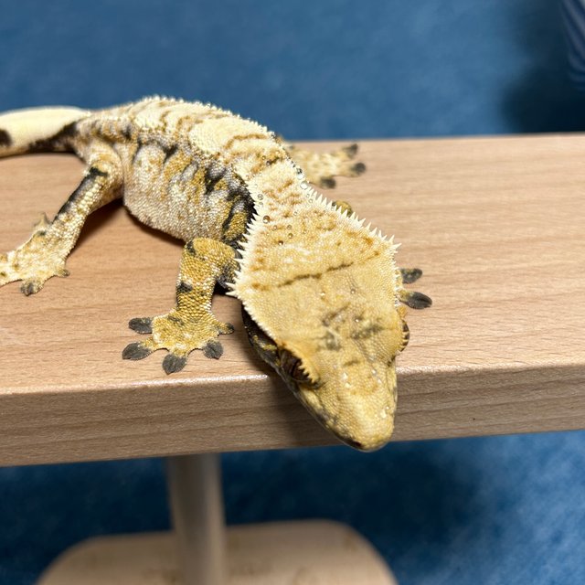 트라이 익스트림할리퀸 드리피 크림시클