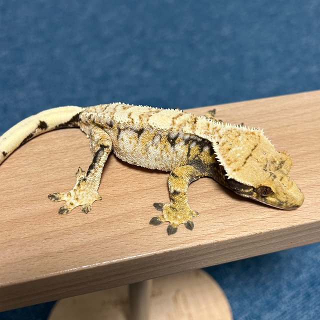 트라이 익스트림할리퀸 드리피 크림시클