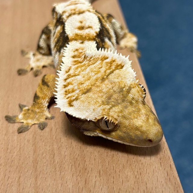 트라이 익스트림할리퀸 화이트크라운