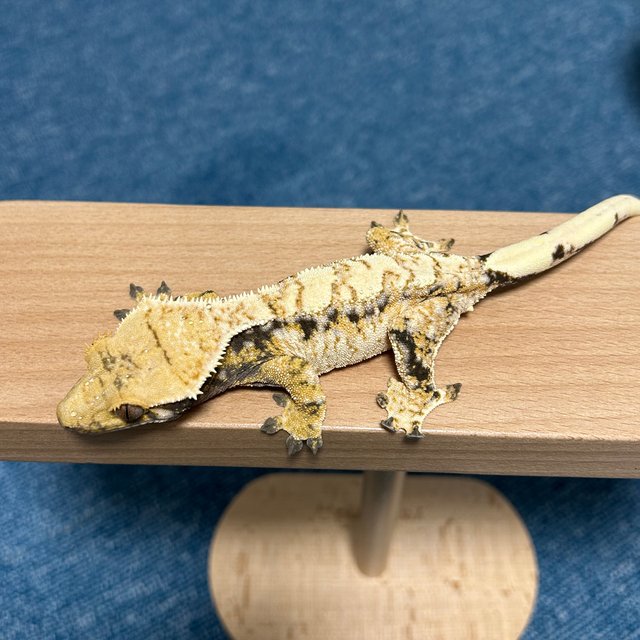 트라이 익스트림할리퀸 드리피 크림시클