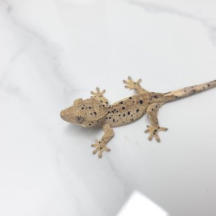 달마시안 슈퍼달마시안