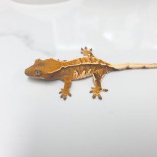 트라이 익스트림할리퀸 핀스트라이프 화이트핀