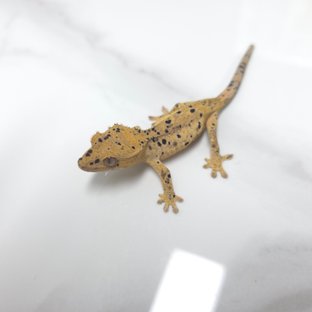 달마시안 슈퍼달마시안