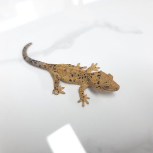 달마시안 슈퍼달마시안