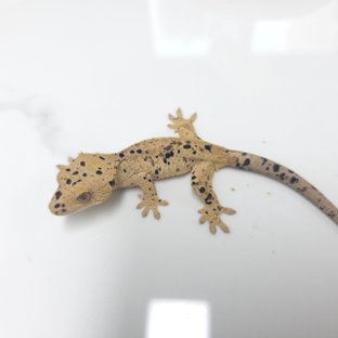 달마시안 슈퍼달마시안