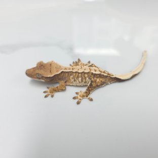 트라이 익스트림할리퀸 화이트스팟 화이트핀