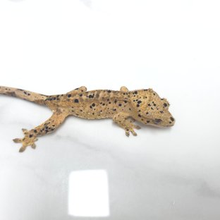 달마시안 슈퍼달마시안