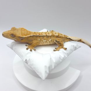 트라이 익스트림할리퀸 핀스트라이프 화이트핀