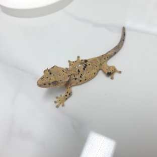 달마시안 슈퍼달마시안