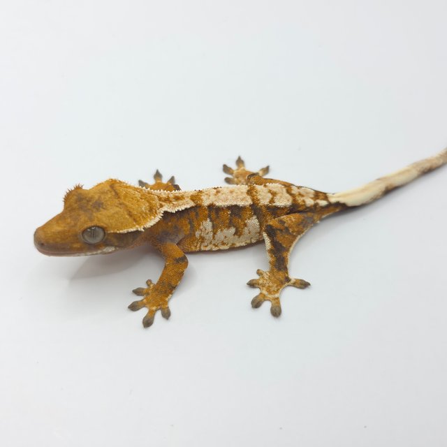 노멀 트라이 화이트핀 화이트크라운 익스트림할리퀸