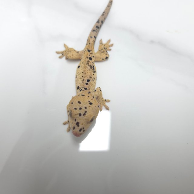 달마시안 슈퍼달마시안