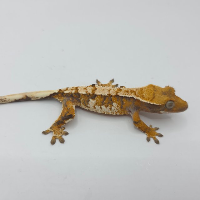 노멀 트라이 화이트핀 화이트크라운 익스트림할리퀸