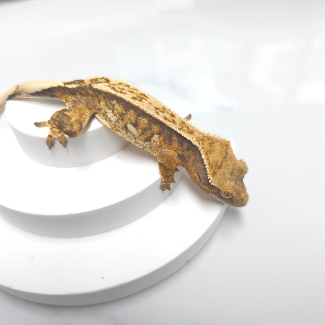 트라이 익스트림할리퀸 핀스트라이프 화이트핀 텐저린