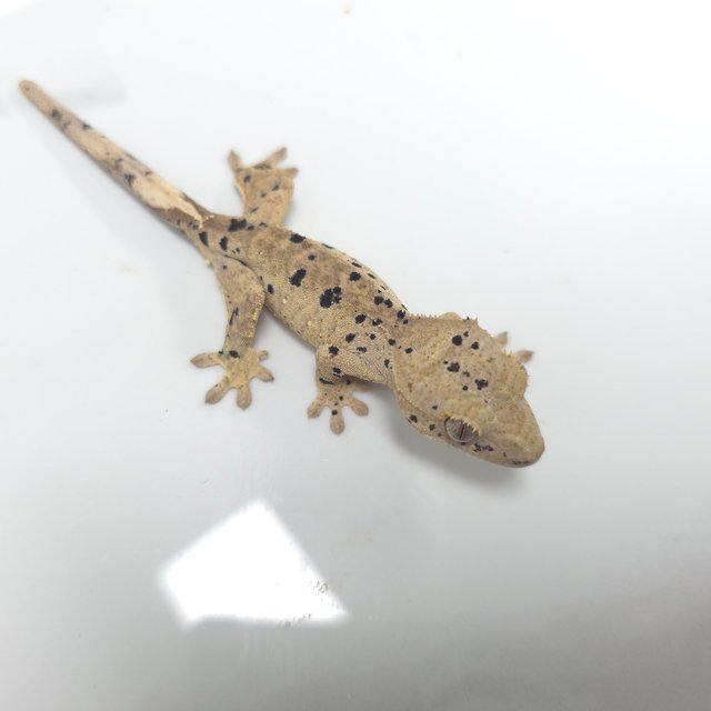 달마시안 슈퍼달마시안