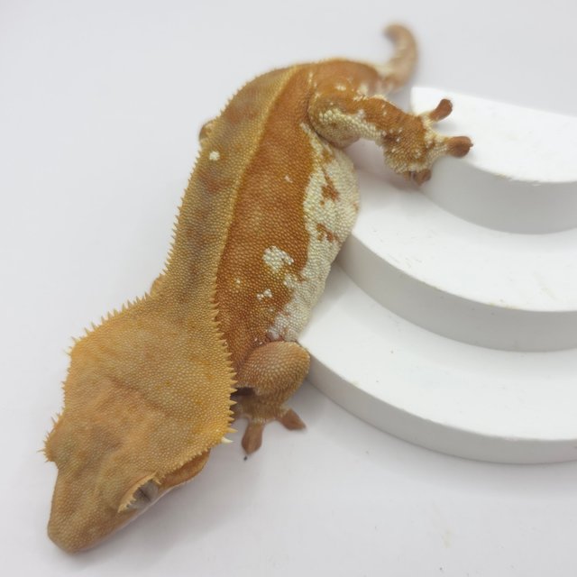 바이 레드 화이트포트홀