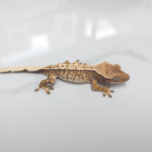 트라이 익스트림할리퀸 화이트스팟 화이트핀