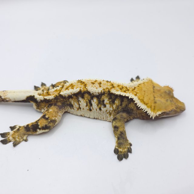 노멀 트라이 익스트림할리퀸 화이트핀 화이트크라운