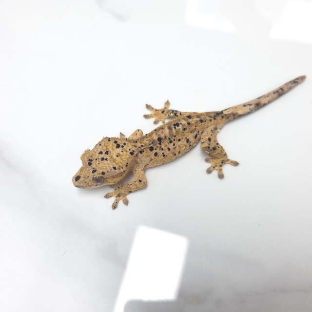 달마시안 슈퍼달마시안