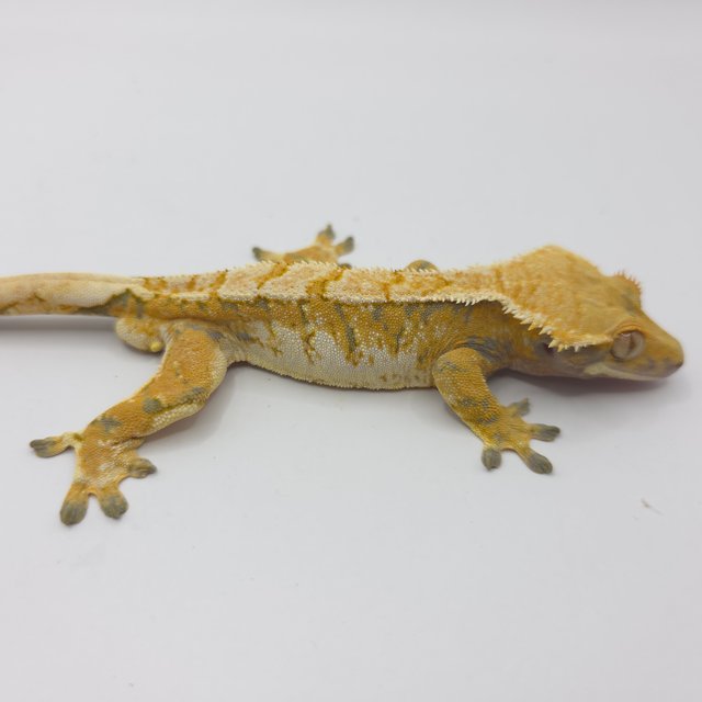 노멀 트라이 익스트림할리퀸 화이트핀 화이트크라운