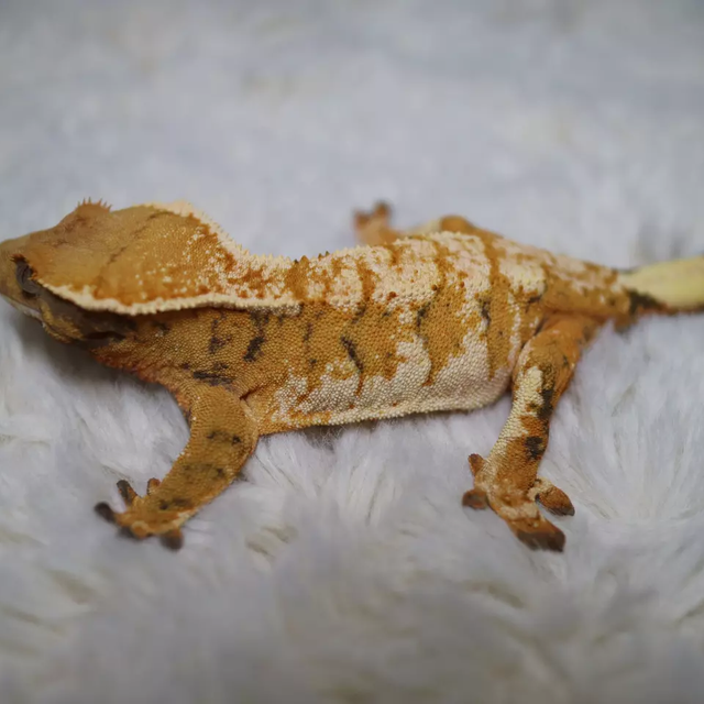 노멀 트라이 드리피 화이트핀 화이트 바브