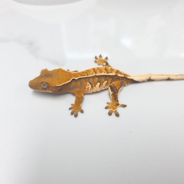 트라이 익스트림할리퀸 핀스트라이프 화이트핀